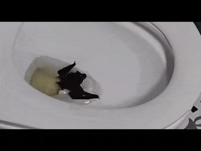 至慧策略 一旦被咬伤就是Ⅲ级暴露！家中闯入“不速之客”，千万别徒手抓
